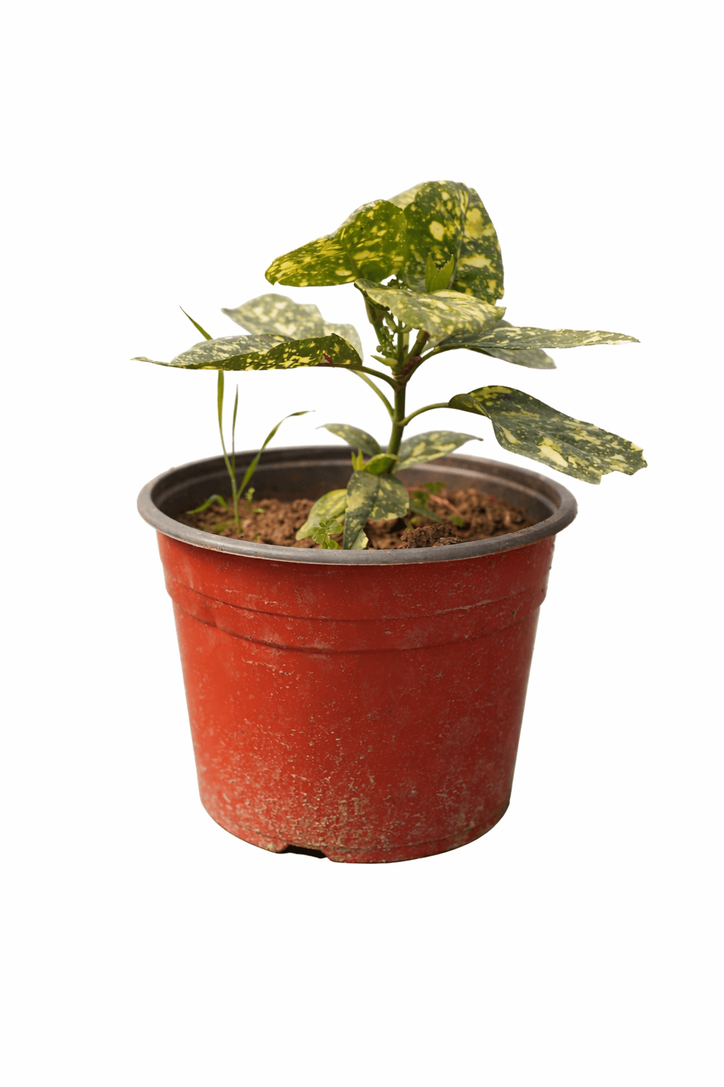 Aucuba japonica — slika 2
