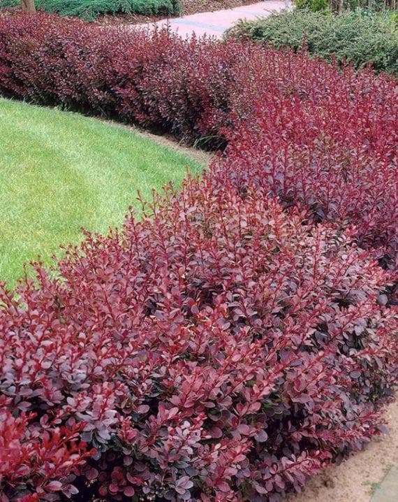 Berberis