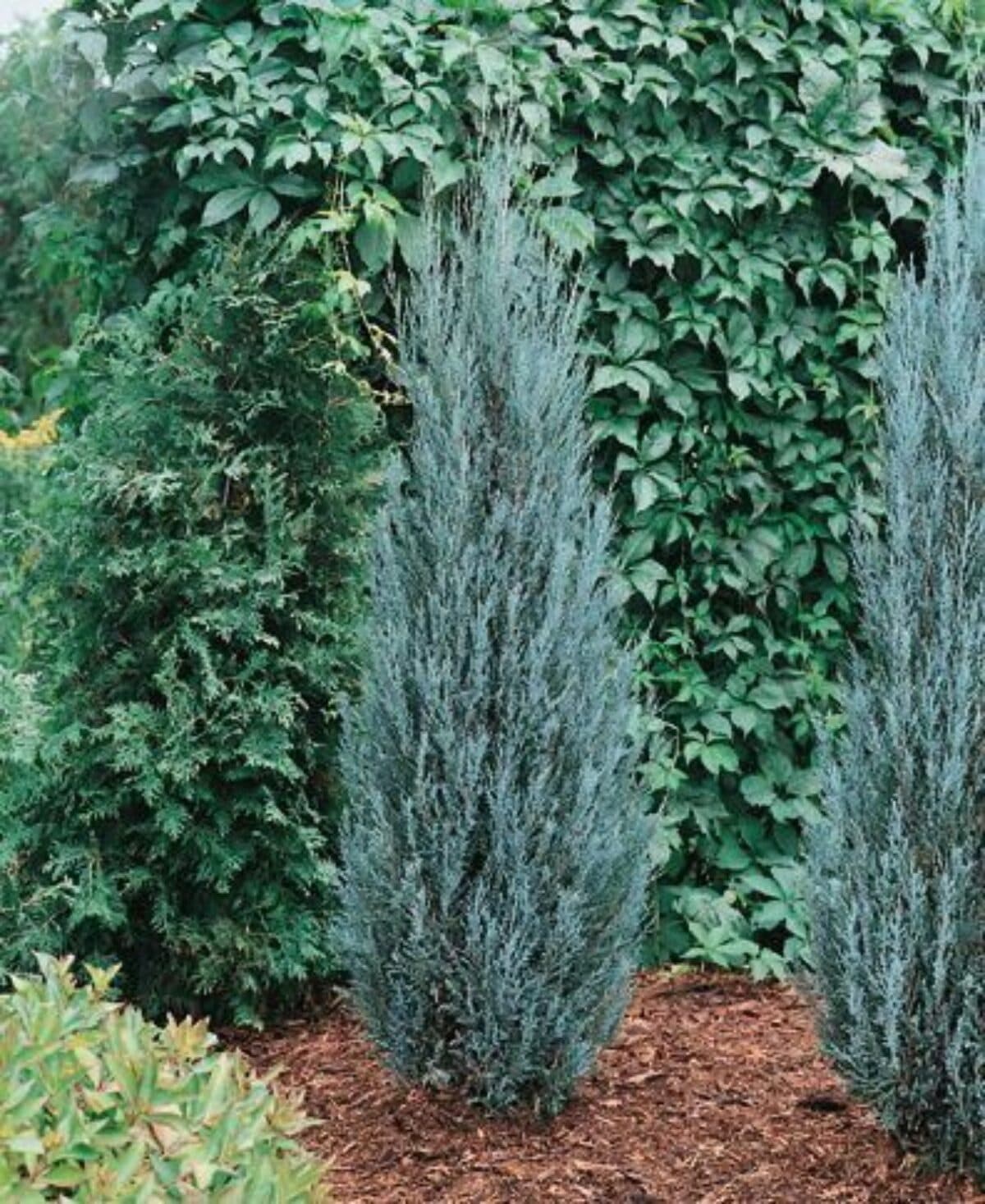 Juniperusi