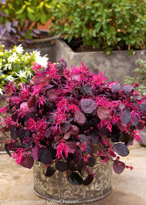 Loropetalum
