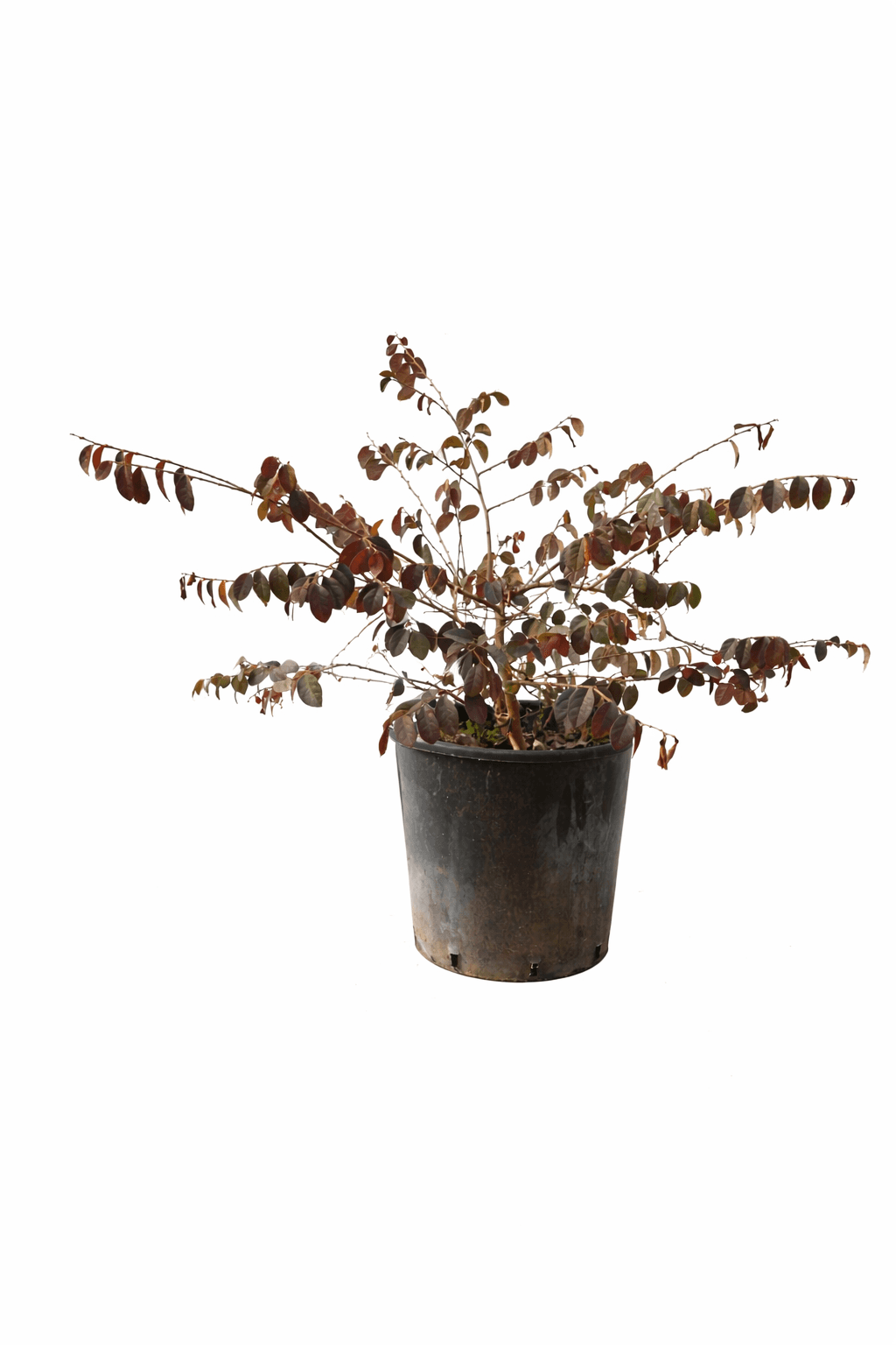 Loropetalum — slika 2