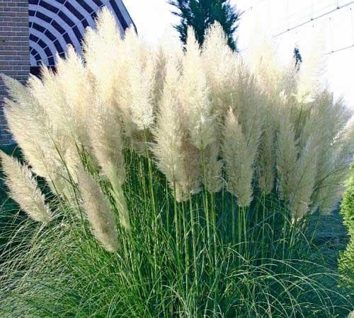 Pampas trava