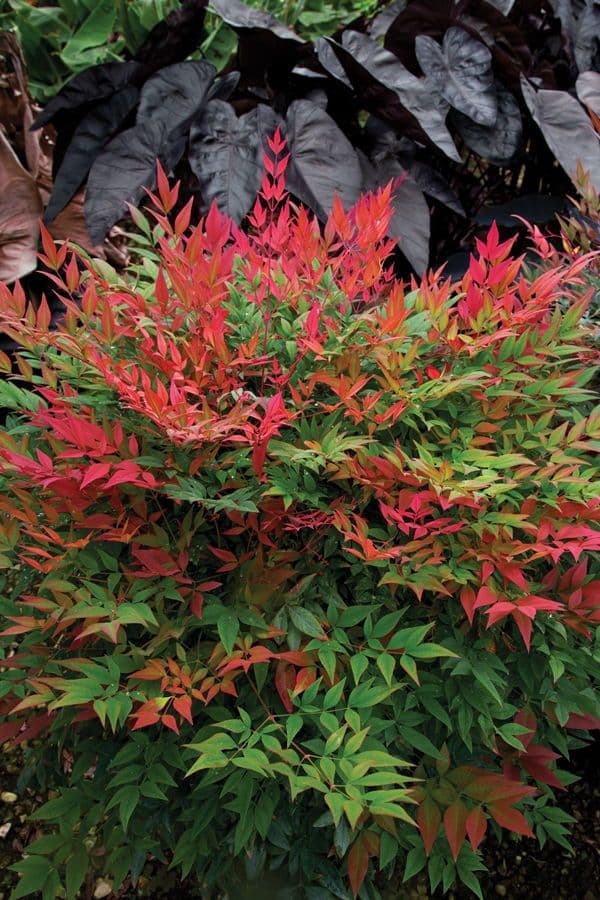 Nebeski bambus (Nandina domestica Obsessed)