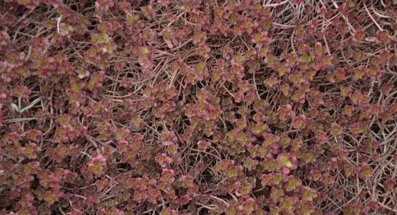 Sedum - prekrivač tla (Dragon blood)