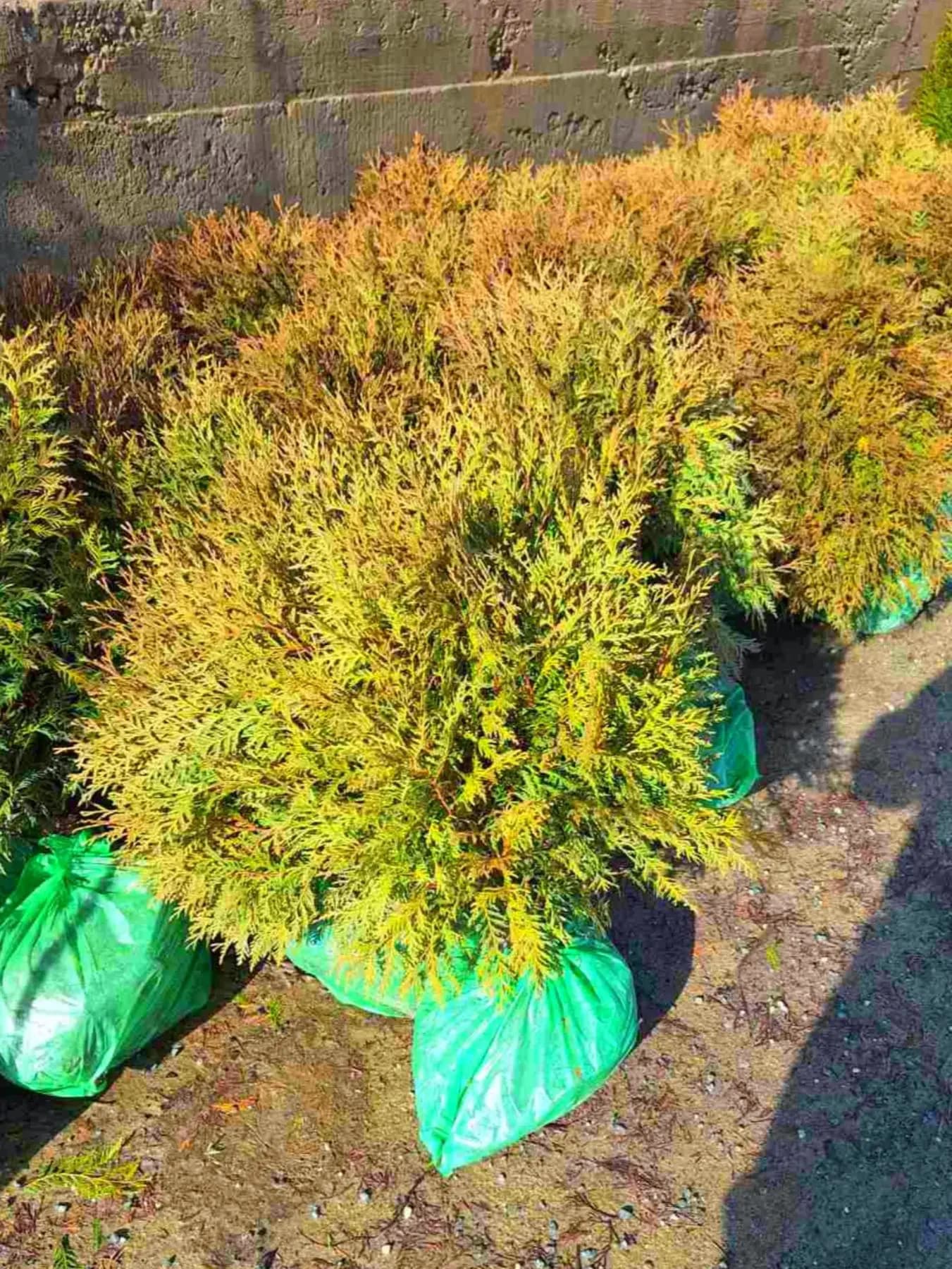 Zlatna Loptasta Tuja (Globosa)